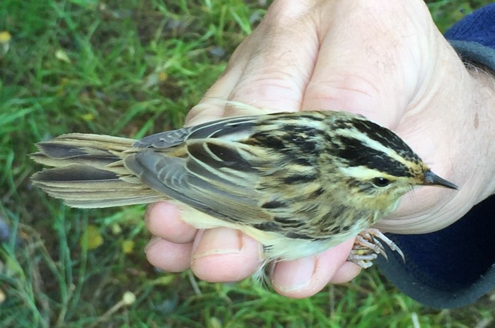 Aquatic Warbler