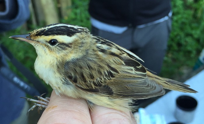 Aquatic Warbler