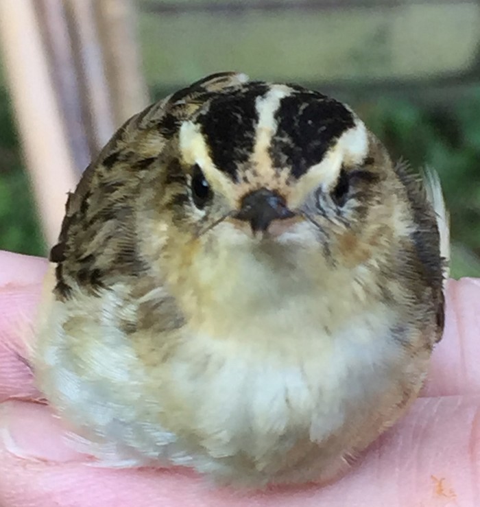 Aquatic Warbler