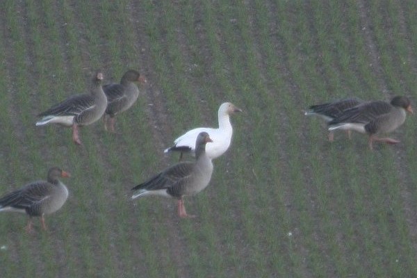 Snow Goose