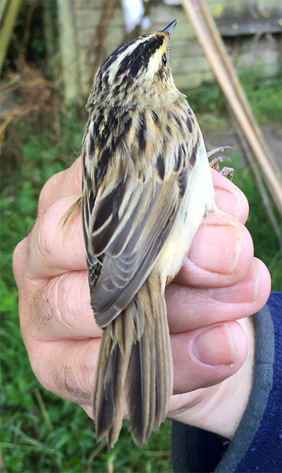 Aquatic Warbler