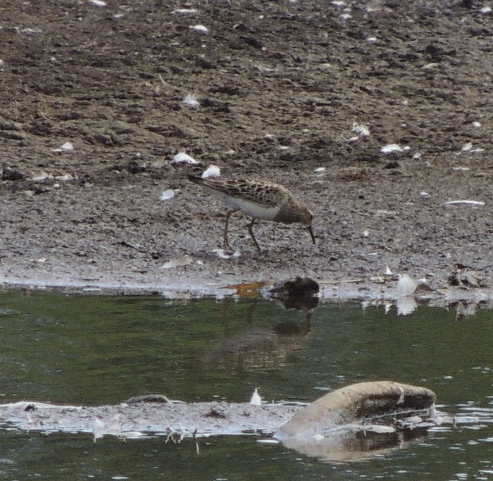 Pectoral Sandpiper