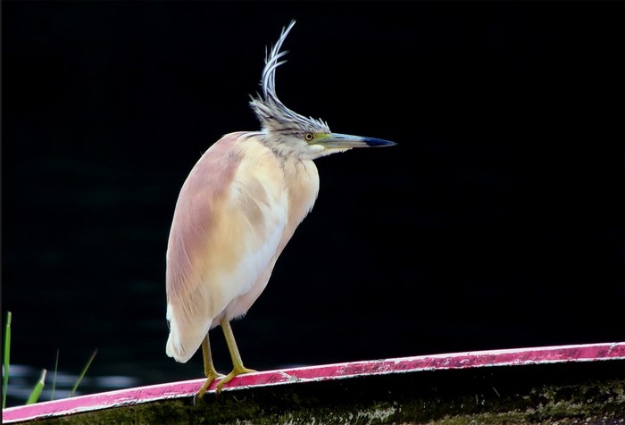 Squacco Heron