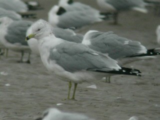 Ring-billed Gull