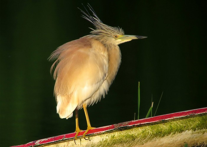 Squacco Heron