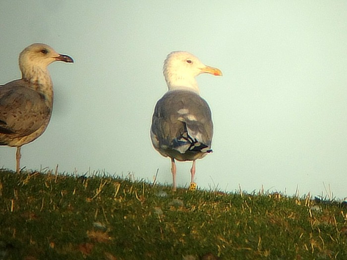 Caspian Gull