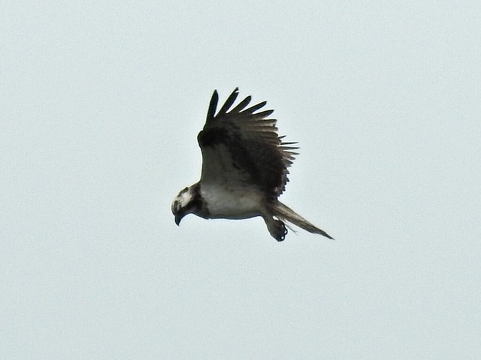 osprey 