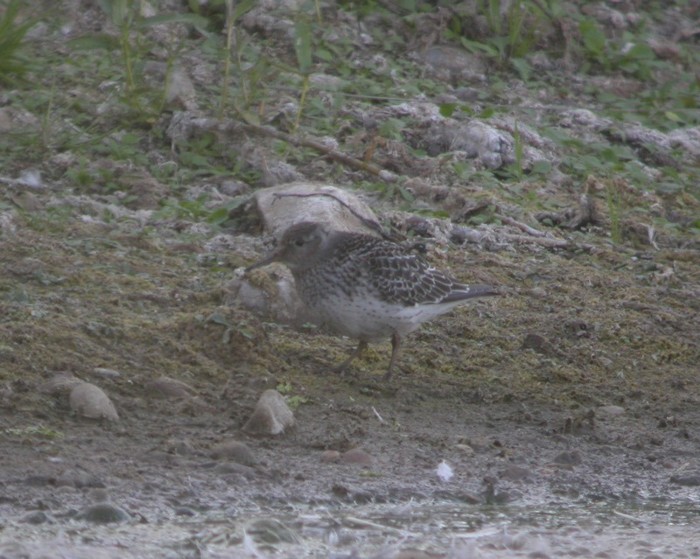 Purple Sandpiper