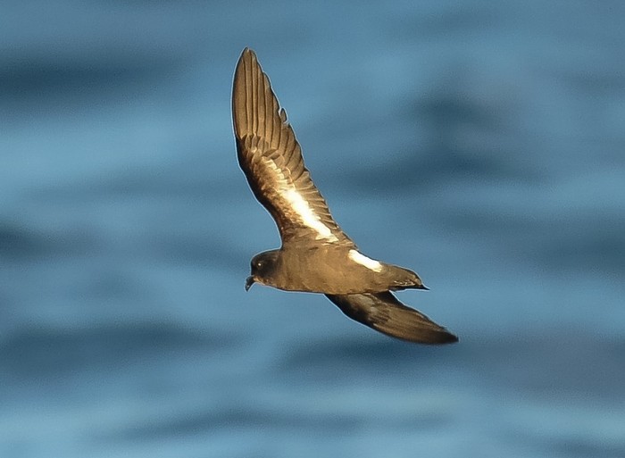 Storm Petrel