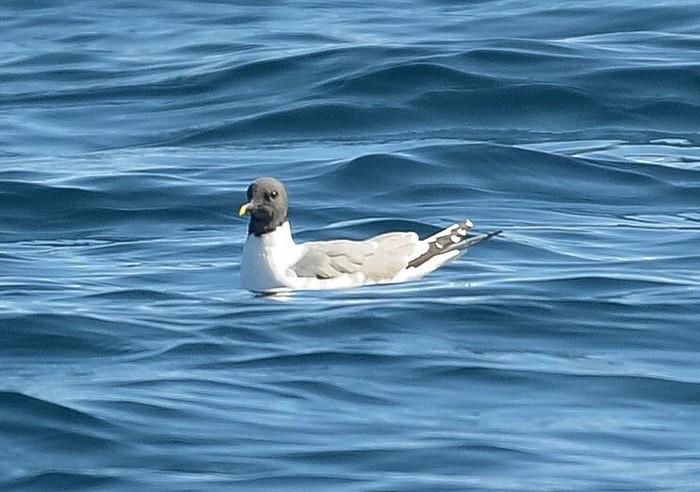 Sabine's Gull