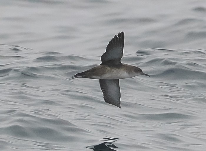 Balearic Shearwater