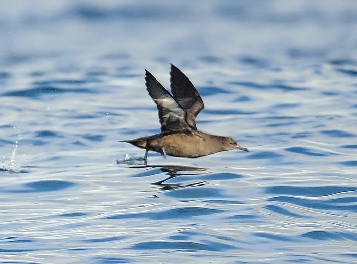 Sooty Shearwater