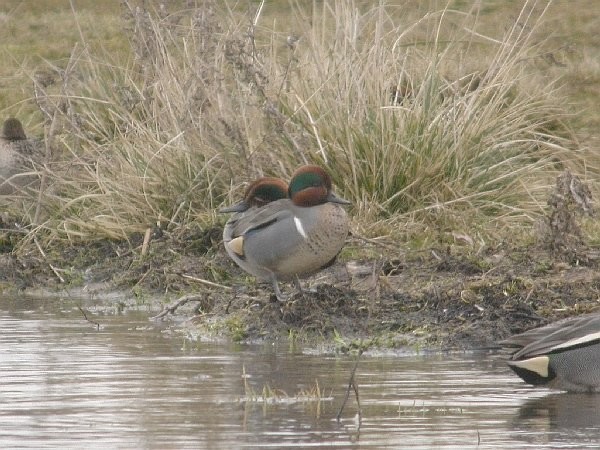 Green-winged Teal