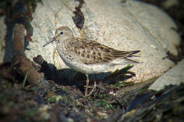 White-rumped Sandpiper