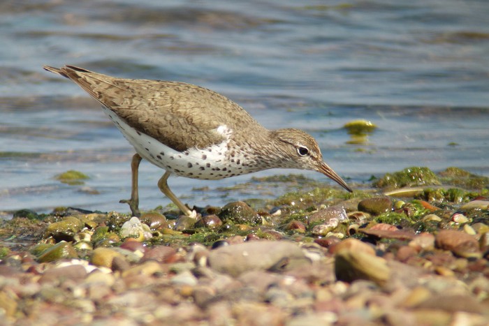 Spotted Sandpiper
