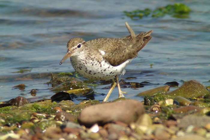 Spotted Sandpiper