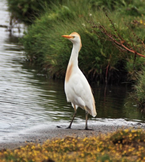 Cattle Egret