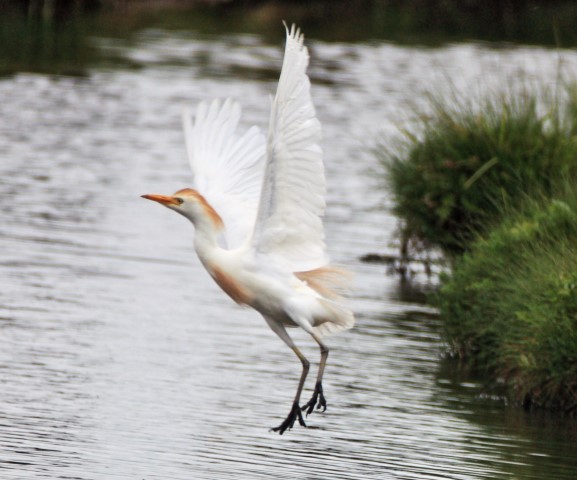 Cattle Egret
