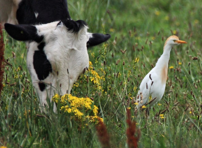 Cattle Egret