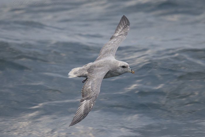 Blue Fulmar