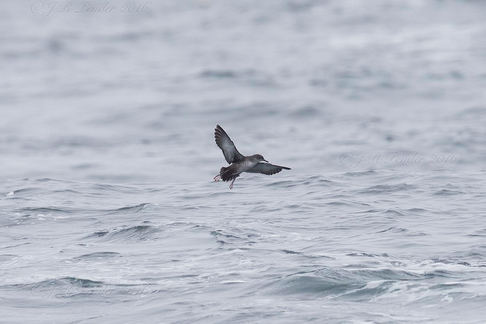 Balearic Shearwater