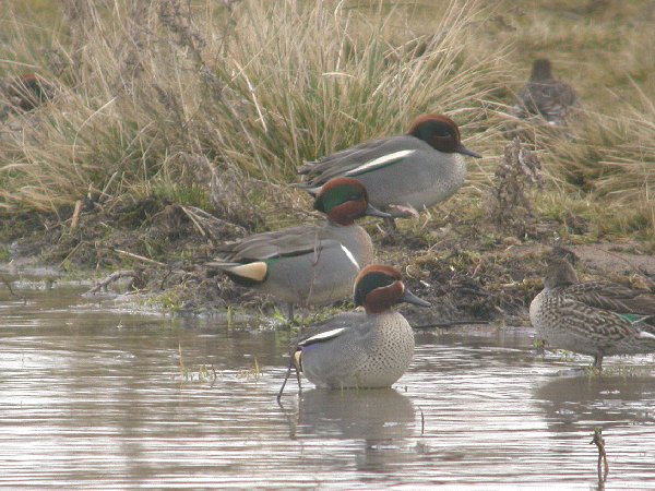 Green-winged Teal
