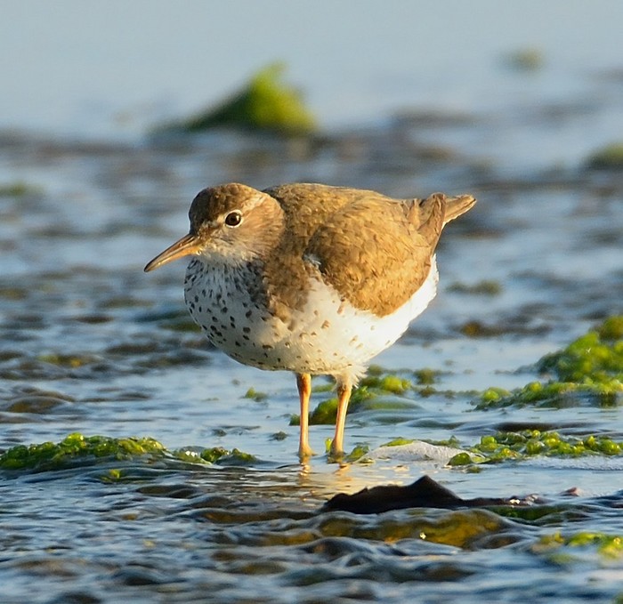 Spotted Sandpiper