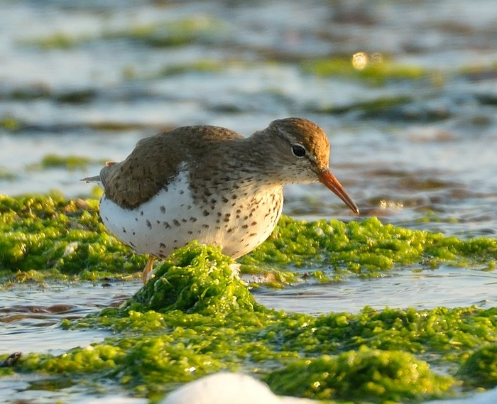 Spotted Sandpiper