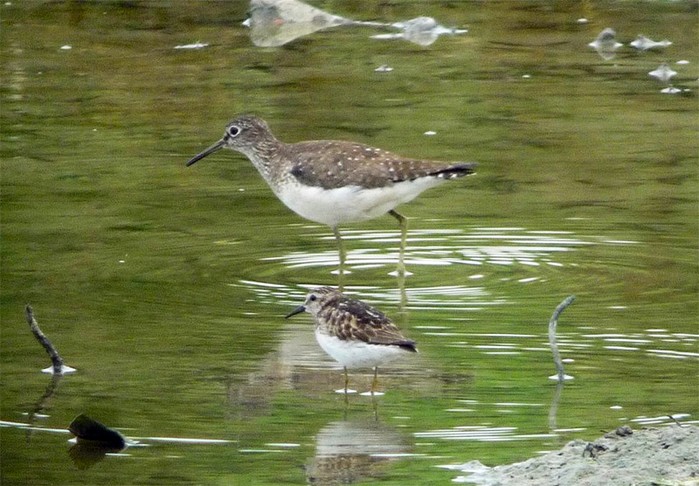 Solitary Sandpiper