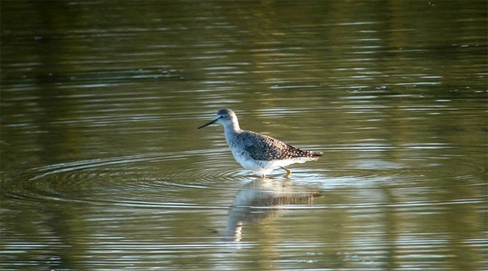 Lesser Yellowlegs
