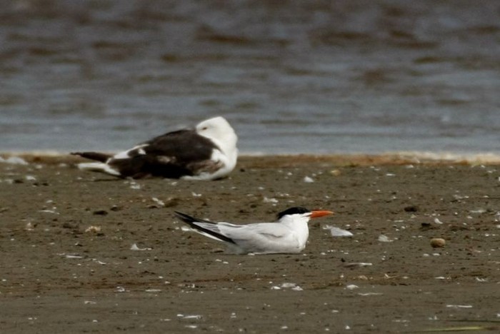 Royal Tern