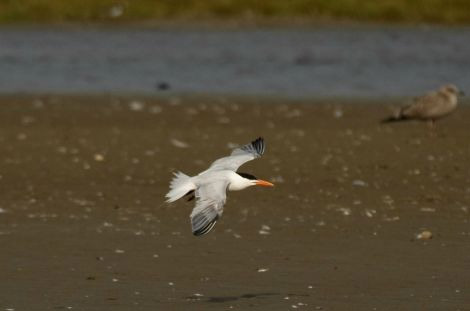 Royal Tern