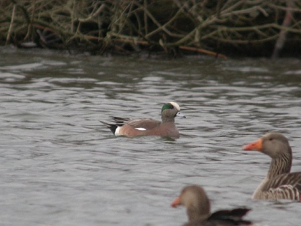 American Wigeon