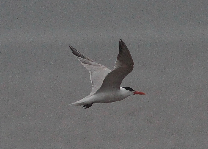 Royal Tern
