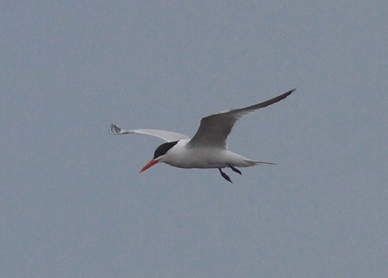 Royal Tern