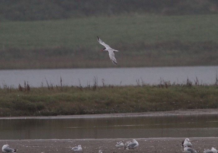 Royal Tern