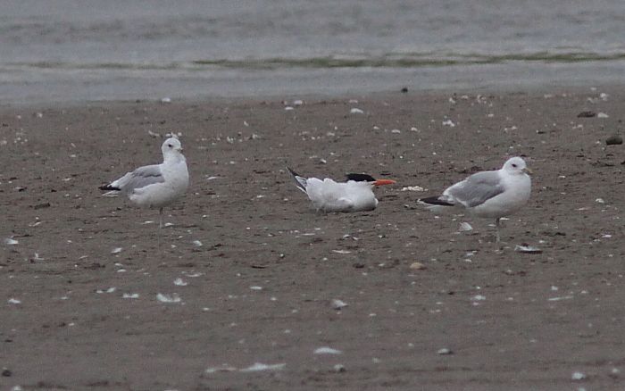 Royal Tern
