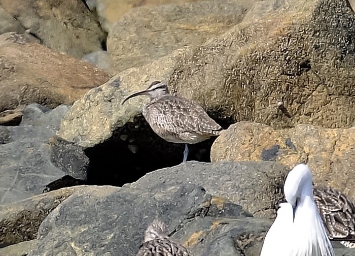 Hudsonian Whimbrel