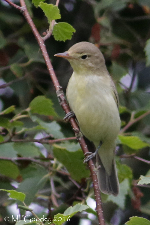 Icterine Warbler
