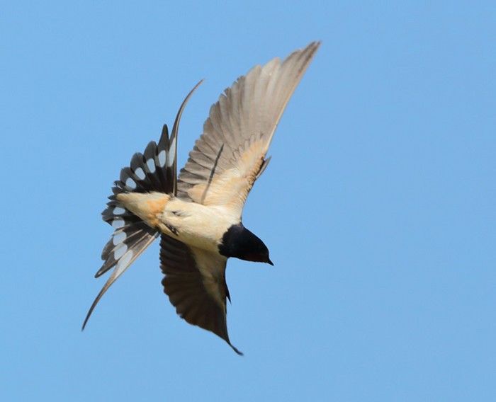 Swallow