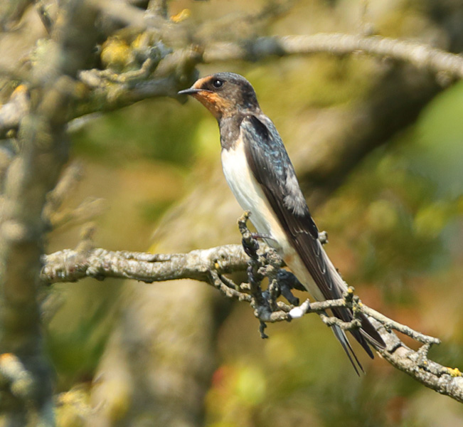 Swallow