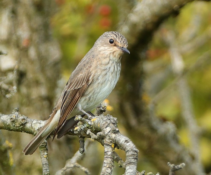 Spotted Flycatcher