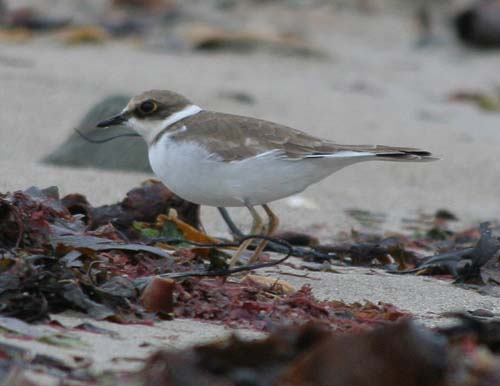 Little Ringed Plover