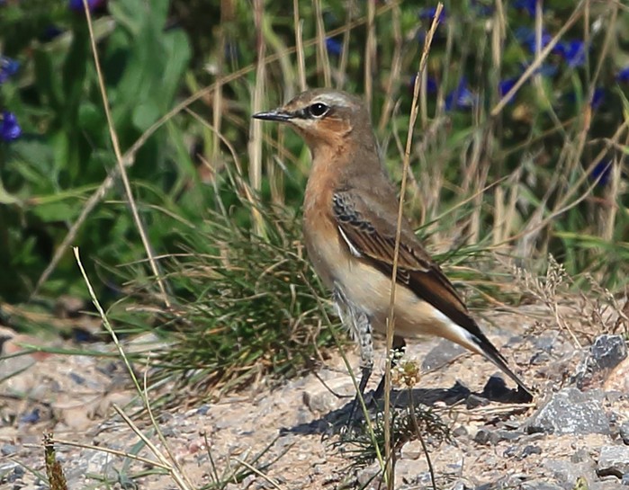 Wheatear