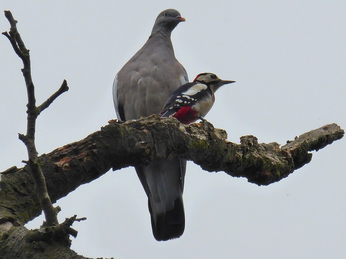 Great Spotted Woodpecker