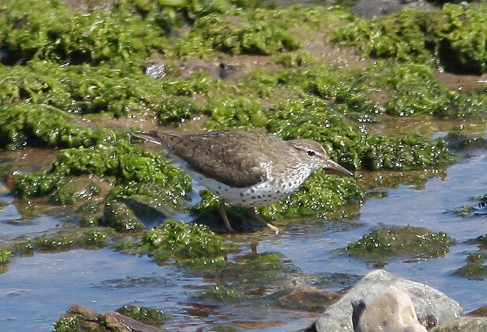 Spotted Sandpiper