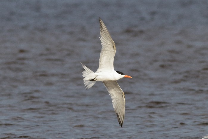 Royal Tern
