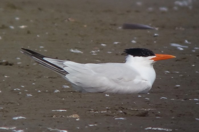 Royal Tern