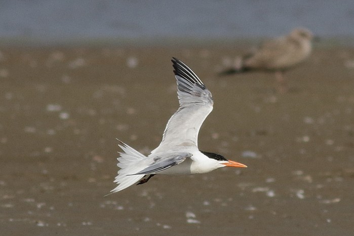 Royal Tern