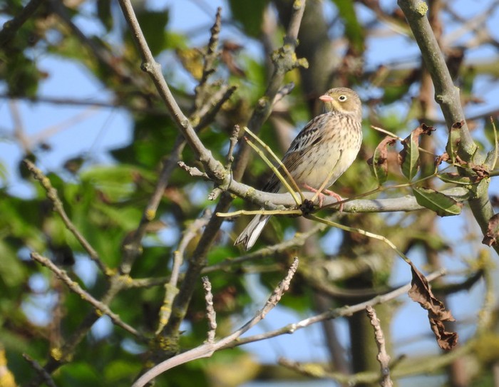 Ortolan Bunting